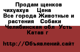 Продам щенков чихуахуа  › Цена ­ 10 000 - Все города Животные и растения » Собаки   . Челябинская обл.,Усть-Катав г.